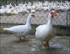 2 dòng ngan VS có nhiều ưu điểm vượt trội