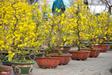 Làng mai Bình Lợi – Bình Chánh, nhạy bén với nhu cầu thị trường