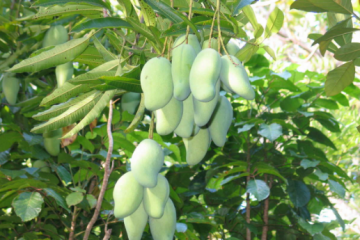 “Lão nông” 30 năm gắn bó với cây xoài ở Cần Giờ