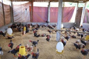 Nguyên tắc an toàn sinh học trong chăn nuôi là gì? (Vũ Minh Đông – tỉnh Bà Rịa – Vũng Tàu)