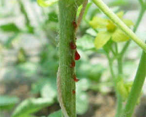 Cách chăm sóc và phòng trừ sâu bệnh hại  trên cây dưa lưới trồng trong nhà màng