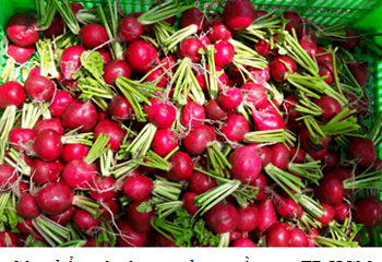 Khuyến nông Thành phố: Hỗ trợ nông dân trồng thử nghiệm hiệu quả giống củ cải đỏ mini Diago – của Công ty Giống Nhiệt đới