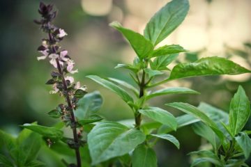 Tôi đang cần trồng rau húng quế, xin cho hỏi về kỹ thuật trồng cho sinh trưởng tốt?