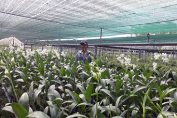 Khuyến nông TP.HCM: Kết quả tổng kết 02 mô hình khuyến nông trồng lan Mokara và Dendrobium tại Hóc Môn