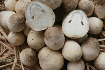 Tôi đang có nhu cầu học và tìm hiểu về quy trình trồng nấm rơm. Trung tâm khuyến nông có thể cung cấp cho tôi địa chỉ hay hướng dẫn tôi thực hiện được hay không ?