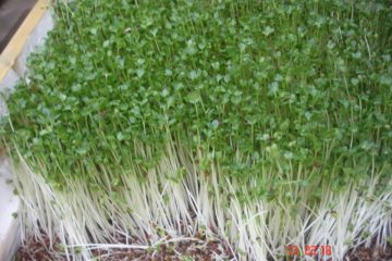 Giá thể trồng rau mầm có thể làm bằng phân chuồng hoai kết hợp với xơ dừa hoặc đất tơi xốp với phân chuồng được không?