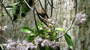 Tôi muốn tìm hiểu về lan vanill ?