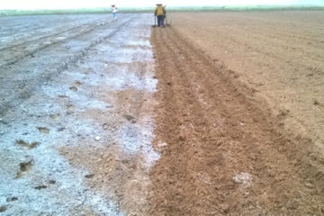 – Tôi vừa dọn lại đất, định rải vôi và nấm Trichoderma nhưng không biết là vôi có làm chết nấm hay không? Cách rải như thế nào phù hợp? (Nguyễn Anh Khoa – nguyenanhkhoacm@gmail.com)