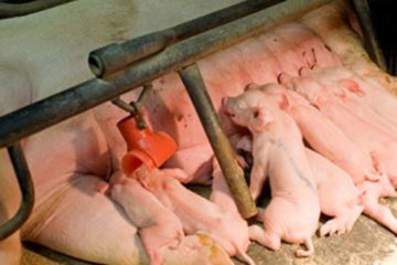 BỆNH THƯỜNG GẶP TRÊN HEO NÁI SAU KHI SINH