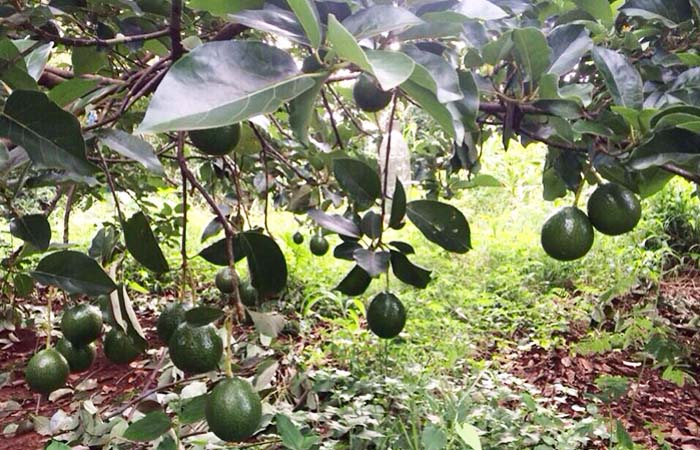 C&aacute;c biện ph&aacute;p hạn chế rụng hoa &ndash; rụng quả