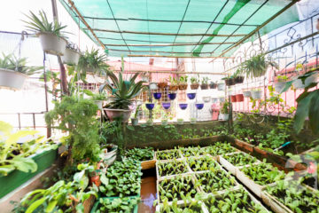 CÁCH THIẾT KẾ VƯỜN RAU TRONG NHÀ PHỐ