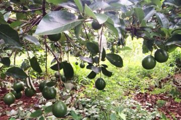 Các biện pháp hạn chế rụng hoa – rụng quả