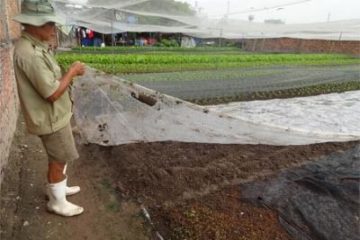 DÙNG BẠT NILON TRẮNG ĐỂ XỬ LÝ ĐẤT TRỒNG RAU ĂN LÁ