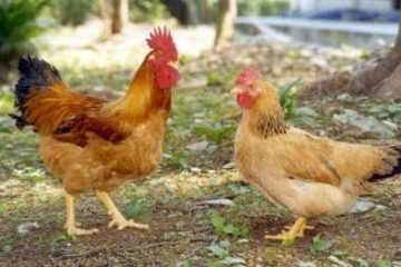 HƯỚNG ĐI MỚI CHO CHĂN NUÔI GIA CẦM, THỦY CẦM VÙNG NGOẠI THÀNH TPHCM