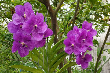 DINH DƯỠNG VÀ PHÂN BÓN CHO HOA LAN