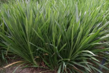 KỸ THUẬT TRỒNG CỎ VOI ĐÀI LOAN