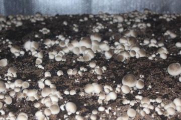 Kỹ thuật trồng nấm rơm