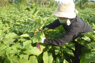 Lập sổ thống kê tình hình sản xuất nông nghiệp – giải pháp nâng cao năng lực hoạt động khuyến nông