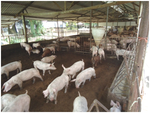 GIẢI PHÁP HẠN CHẾ Ô NHIỄM MÔI TRƯỜNG TRONG CHĂN NUÔI HEO
