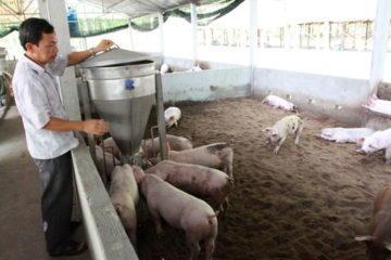 Một số khó khăn, hạn chế trong việc phát triển sử dụng đệm lót sinh học trong chăn nuôi