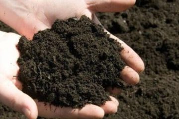 PHÂN HỮU CƠ VÀ HIỆU QUẢ SỬ DỤNG