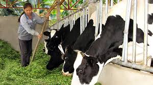 QUẢN LÝ CHUỒNG TRẠI TRONG CHĂN NUÔI BÒ SỮA THEO VIETGAHP