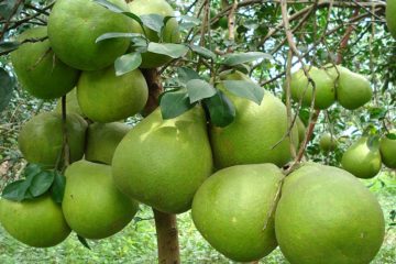 Xử lý ra hoa cho cây ăn quả