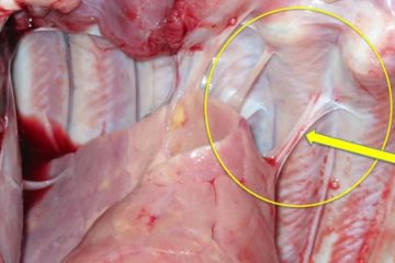 BỆNH VIÊM PHỔI – MÀNG PHỔI (VIÊM PHỔI DÍNH SƯỜN TRÊN HEO – APP)