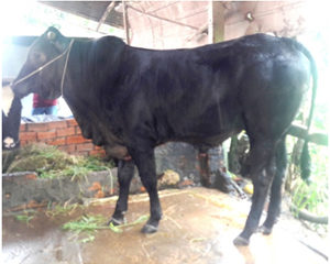 CÁC GIỐNG BÒ CHUYÊN THỊT VÀ KẾT QUẢ LAI TẠO TẠI TPHCM