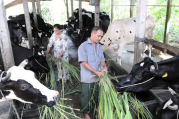 PHƯƠNG THỨC CHO BÒ SỮA ĂN ĐỂ ĐẠT HIỆU QUẢ KINH TẾ CAO