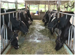 NÊN THAY ĐỔI PHƯƠNG THỨC CHO BÒ ĂN  THEO KHẨU PHẦN THỨC ĂN TMR