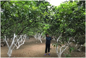 Cân bằng độ pH cho đất trồng bưởi sau mưa