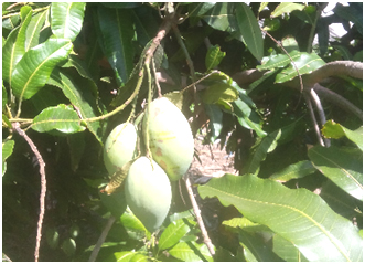 Nâng cao năng suất, chất lượng trái cây