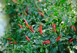 Bệnh hại ớt và cách phòng trị