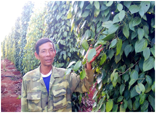 Phục hồi cây tiêu bị bệnh