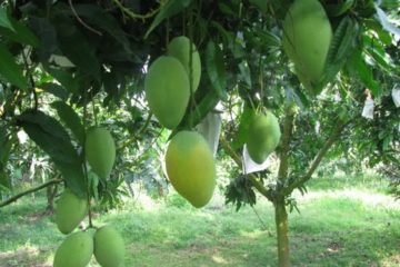 Hạn chế lạm dụng hóa chất canh tác cây ăn trái