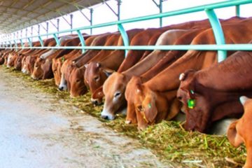 CÁC PHƯƠNG PHÁP VỖ BÉO BÒ THỊT