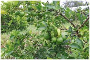 KỸ THUẬT TRỒNG CHANH KHÔNG HẠT