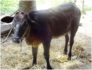 HIỆU QUẢ BƯỚC ĐẦU LAI TẠO GIỐNG BÒ THỊT CHẤT LƯỢNG CAO TẠI TPHCM