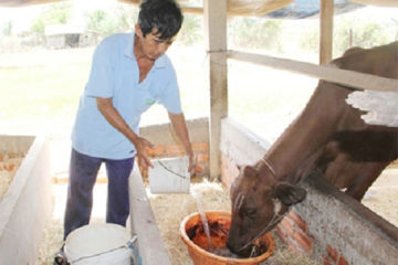 Biện pháp hạn chế tác hại của hạn mặn đến đàn vật nuôi