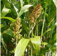 KỸ THUẬT TRỒNG CỎ SORGHUM