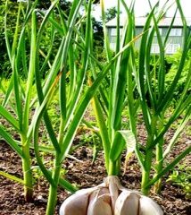 CÁCH PHA CHẾ MỘT SỐ LOẠI THUỐC TRỪ SÂU TỪ RAU QUẢ