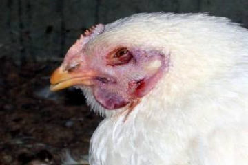 Tìm hiểu bệnh cúm gia cầm