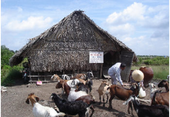 Quy trình phòng bệnh cho dê