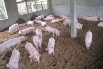 Phương pháp làm đệm lót sinh học trong chăn nuôi heo