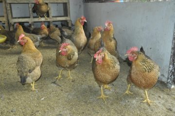 Gà lông màu VBT1, hứa hẹn nhiều đặc tính ưu việt