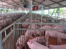 Giải pháp thay thế kháng sinh và chất kích thích tăng trưởng trong TĂCN