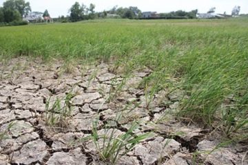 CÁC BIỆN PHÁP ỨNG PHÓ HẠN MẶN TRONG CANH TÁC CÂY ĂN TRÁI