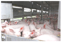 Để chăn nuôi heo không sử dụng kháng sinh tăng trọng