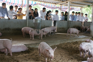 Một số giải pháp hạn chế ô nhiễm môi trường trong chăn nuôi